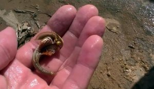 Cet animal préhistorique est à la fois adorable et terrifiant : triops