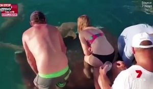 Australie : Un requin mord une femme en train de le nourrir (Vidéo)