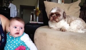Quand ton chien a trouvé le truc pour faire arrêter bébé de pleurer!