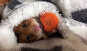 Un hamster mange sa carotte sous la couette et c'est trop mignon