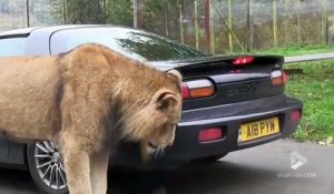 Ce lion est bien décidé à refaire le pare-choc de cette voiture...