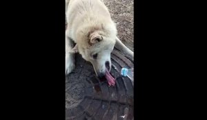 Ce pauvre chien a la langue collée sur une plaque dégout gelée