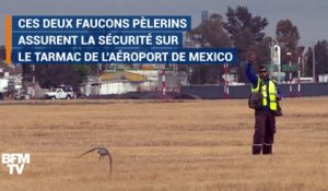 Sur l'aéroport de Mexico, deux faucons veillent à la sécurité du trafic