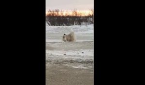 Quand cet ours polaire s'approche du chien on imagine le pire... En fait non!