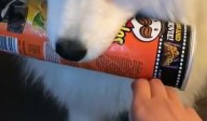 Ce chien ne lâche pas... SES PRINGLES !!