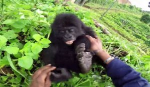 Ce bébé gorille adorable craint les chatouilles