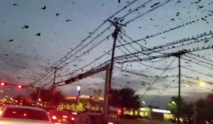 Des milliers d'oiseaux envahissent le ciel du Texas