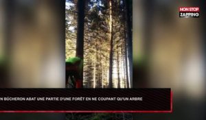 Un bûcheron abat une partie d'une forêt en coupant un arbre (Vidéo)