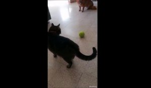 Pas sur que ce chat utilise correctement cette balle pour jouer