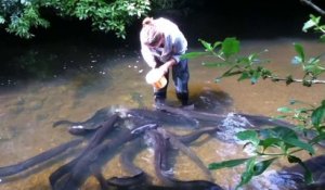 Cette femme nourrit des dizaines d'anguilles géantes