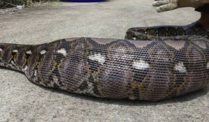 Ils capturent un python qui vient d'avaler un chat entier à Pathum Thani en Inde