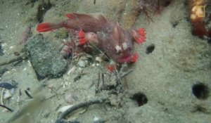 Des plongeurs découvrent un poisson très rare qui semble avoir des mains : Red hand fish