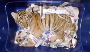 Des douaniers découvrent un bébé tigre caché dans un colis