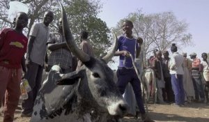 Le conflit agriculteurs/éleveurs s’intensifie au Nigeria
