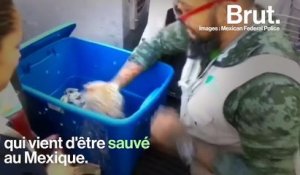 Anesthésié, déshydraté… un bébé tigre découvert dans une caisse