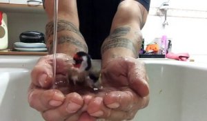 Un oiseau prend son bain dans les mains de son maître et c'est adorable