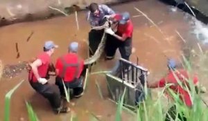 Des pompiers essaient d'attraper un anaconda géant