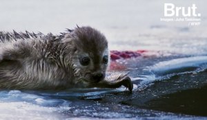 Finlande : comment les hommes tentent de sauver les phoques du lac Saimaa