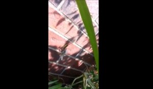 La vidéo hypnotisante d'une araignée qui emballe un insecte avec sa toile