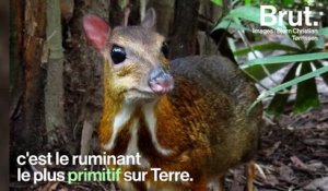 Le cerf-souris, le ruminant le plus primitif sur Terre