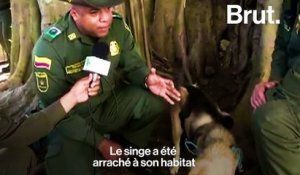 En Colombie, un chien adopte un singe