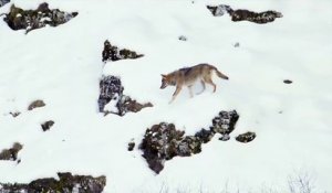 Des loups prennent en chassent un chien