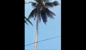 Ce bûcheron abat un palmier géant suspendu en haut !