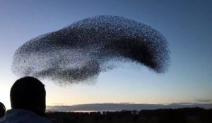 Migration de milliers d'oiseaux en un nuage !