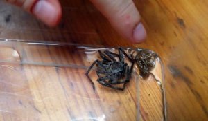 Un parasite monstrueux sort du corps de cette araignée... Ver géant