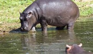 Tout savoir sur les hippopotames