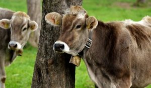 Tout savoir sur les Ruminants