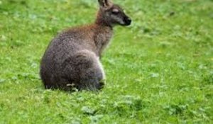 Tout savoir sur les marsupiaux
