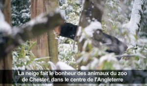 La neige fait le bonheur des animaux du zoo de Chester