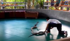 Cet énorme cobra va presque mordre un touriste en plein spectacle à Phuket