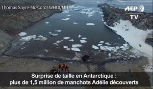 Antarctique: découverte de 1,5 million de manchots Adélie