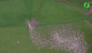 Les magnifiques images d'un troupeau de moutons vu du ciel... Nouvelle Zélande