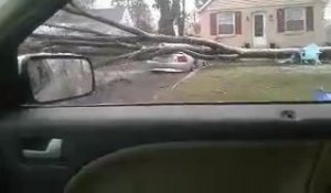 Mustang écrasée sous un arbre : bonheur du lendemain de tempête !