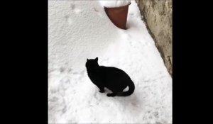 Quand ton chat disparait dans la neige!