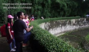 Indonésie: un orangoutan fume la cigarette d'un visiteur du zoo
