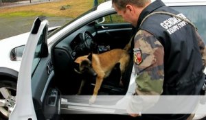 Marcus, premier chien gendarme routier en France