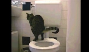Ce chat fait ses besoins aux toilettes! la classe