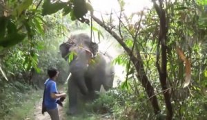 Terrifiant ! Cet éléphant énervé charge un touriste et s'arrête in extremis