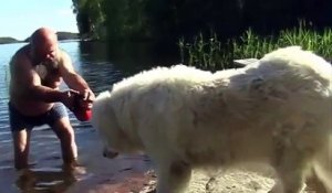 Bain : cet énorme chien refuse de rentrer dans le lac !
