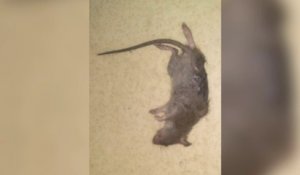 Des rats et des souris prolifèrent dans certaines écoles parisiennes