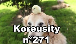 Koreusity n°271