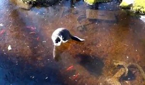Ce chat devient fou en voyant des poissons sous la glace