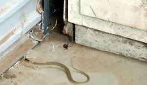 Ce serpent se fait piéger dans la toile d'une araignée redback