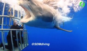 Ce plongeur dans une cage se retrouve face à un énorme requin blanc et lui caresse le nez