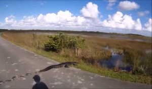 Ce conducteur croise un crocodile au milieu de la route
