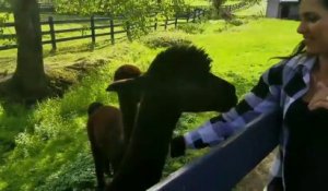 Sourire à un Lama... et se faire cracher dessus en plein visage !